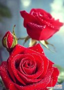 红玫瑰的花语15朵代表什么？15朵红玫瑰的含义是什么？