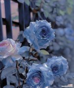 999朵玫瑰花的花语是什么？送朋友如此多玫瑰有何深意？