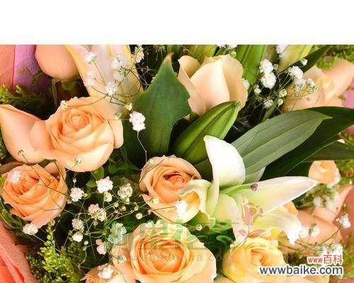 19朵玫瑰花代表什么?它的花语是什么?