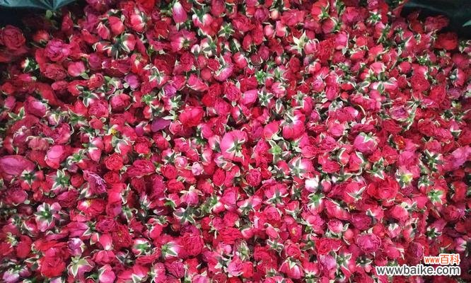 新玫瑰花的命名背后有何深意？