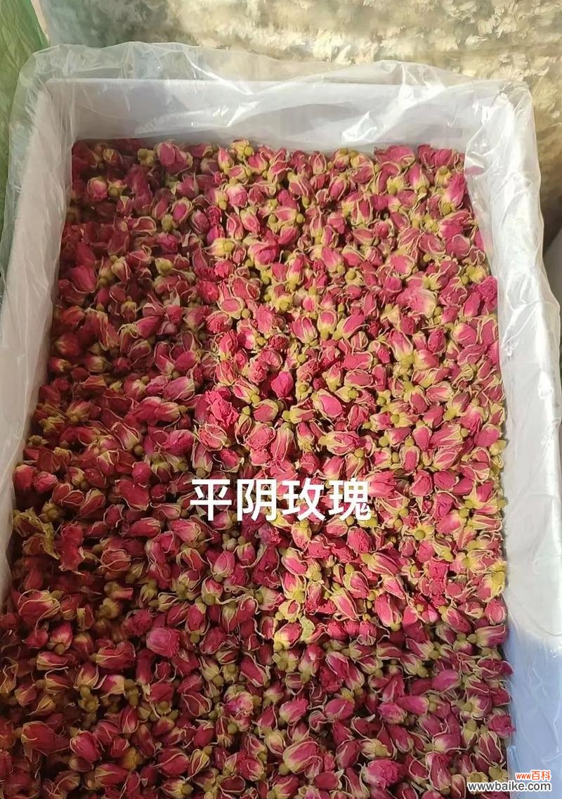 新玫瑰花的命名背后有何深意？