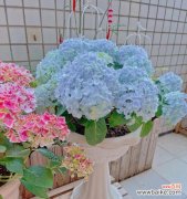 花语之美——绣球花的寓意分析与传承 绣球花的寓意与象征意义