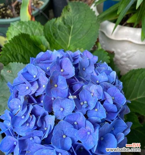 花语之美——绣球花的寓意分析与传承 绣球花的寓意与象征意义