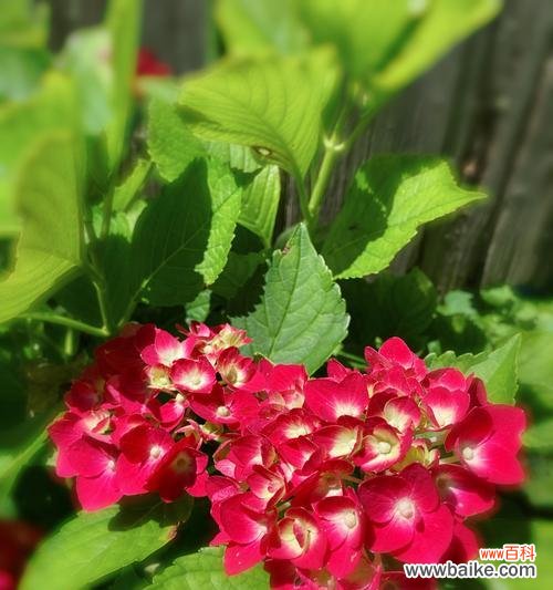 绚丽多彩的花语语言,绣球花的意义与象征 绣球花的花语和寓意