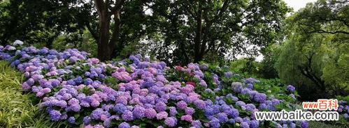 绚丽多彩的花语语言,绣球花的意义与象征 绣球花的花语和寓意