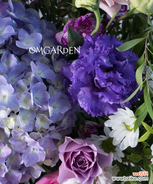 探寻绣球花的花语与象征意义 绣球花