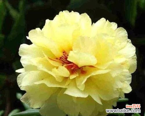 用小太阳花传递快乐和希望的力量 小太阳花的花语及其象征意义