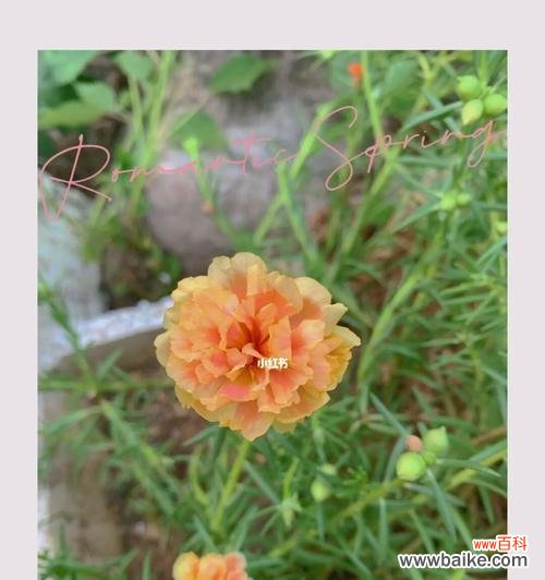 用小太阳花传递快乐和希望的力量 小太阳花的花语及其象征意义