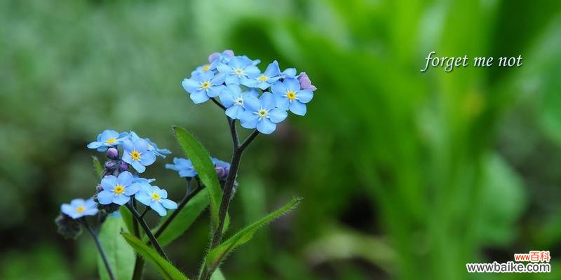用星辰花的花语感受生命的力量 星辰花的花语——美丽与希望的化身