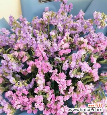 用星辰花的花语感受生命的力量 星辰花的花语——美丽与希望的化身