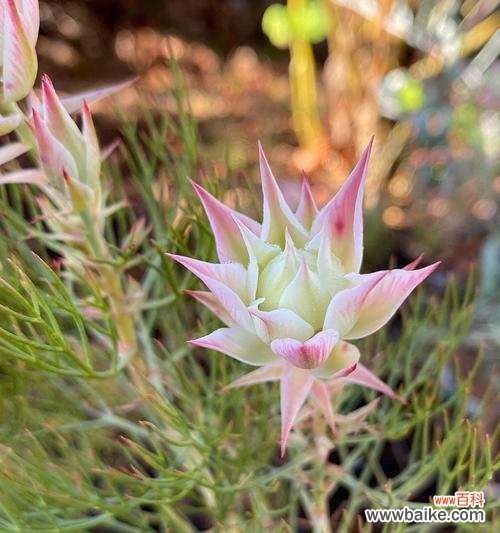 揭秘新娘花花语，传递爱与祝福的不言之语 新娘花花语的魅力与寓意