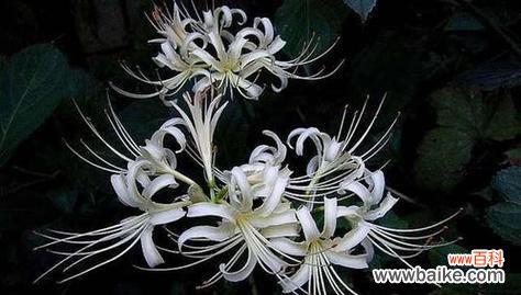 揭秘新娘花花语，传递爱与祝福的不言之语 新娘花花语的魅力与寓意