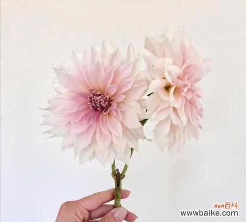 揭秘新娘花花语，传递爱与祝福的不言之语 新娘花花语的魅力与寓意