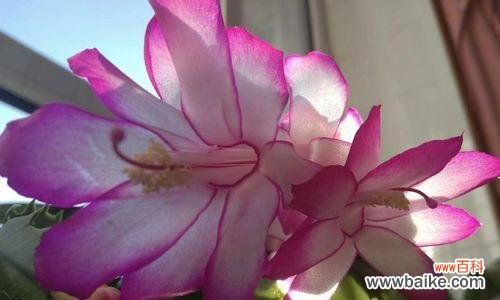 探寻蟹爪兰花语的深层寓意 蟹爪兰花语