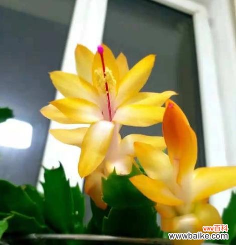 探索蟹爪兰的花语,传达爱与关怀的象征 蟹爪兰的花语与意义