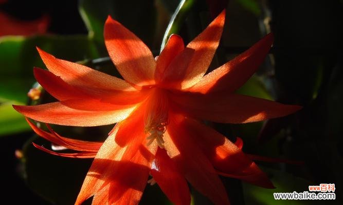 探索蟹爪兰的花语,传达爱与关怀的象征 蟹爪兰的花语与意义