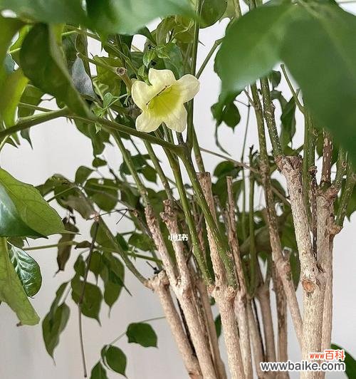 幸福树开花的喜悦和美丽 幸福树开花,寓意幸福永久