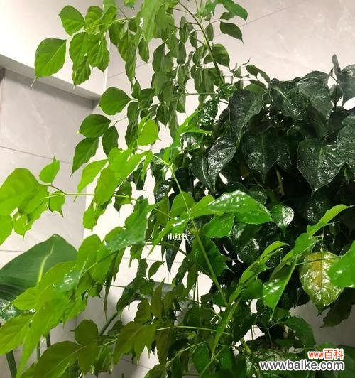 幸福树开花的喜悦和美丽 幸福树开花,寓意幸福永久