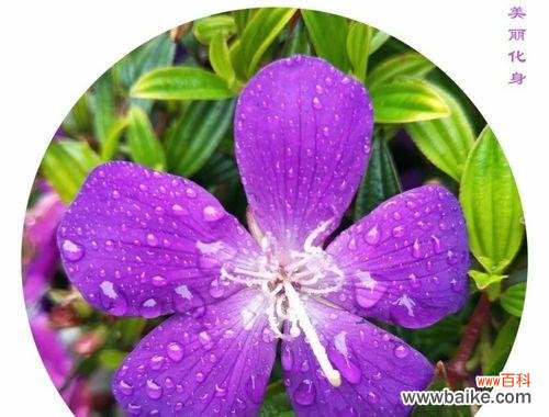 一朵含蓄的爱意——杏花的深情花语 杏花的花语与寓意