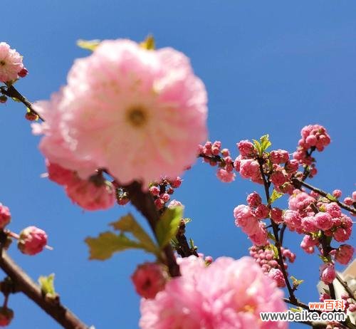 一朵含蓄的爱意——杏花的深情花语 杏花的花语与寓意
