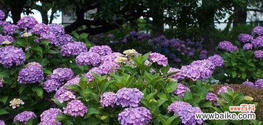 揭秘绣球花的神秘语言,了解花朵的心声 绣球花的花语与意义