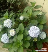 用花语解读绣球花的含义——美丽、真诚与忠诚 绣球花的花语与寓意