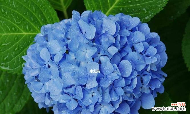 了解绣球花的花语，传递爱意与祝福 绣球花的花语与意义