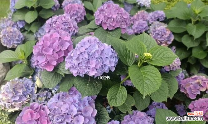 了解绣球花的花语，传递爱意与祝福 绣球花的花语与意义