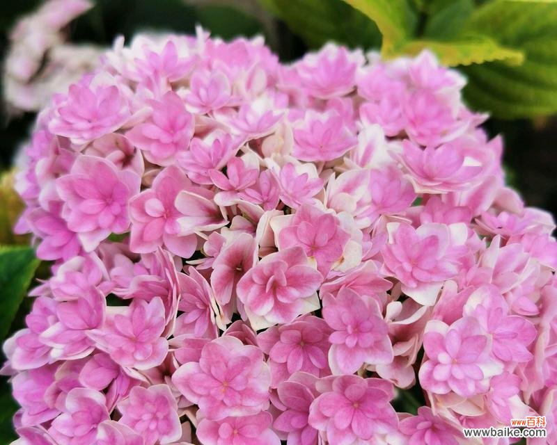 绣球花语的魅力与深远影响 绣球花语的意义与传承