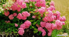 绣球花语的魅力与深远影响 绣球花语的意义与传承