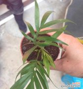 探索传统富贵椰子的象征意义与现代诠释 探寻富贵椰子的文化寓意