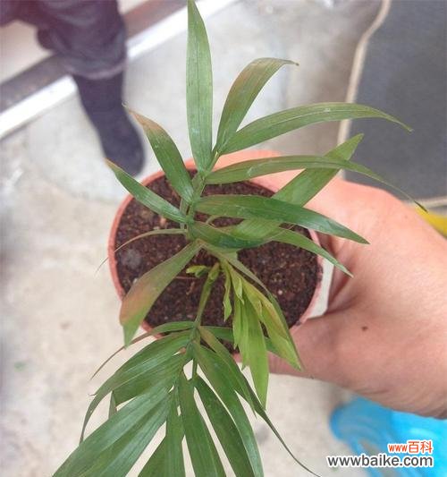 探索传统富贵椰子的象征意义与现代诠释 探寻富贵椰子的文化寓意