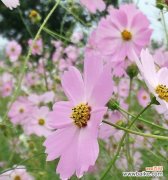 探寻格桑花的花语和象征意义 格桑花的花语