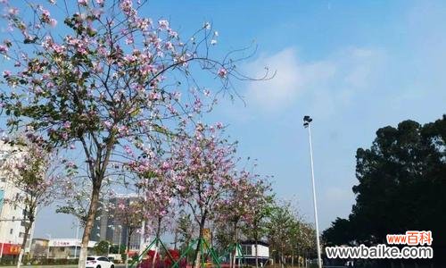 传承千年的美丽祝福 宫粉紫荆花语与寓意