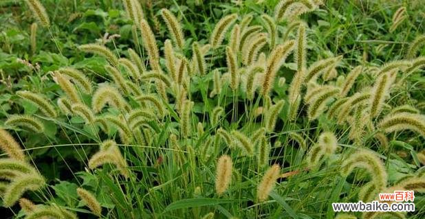 揭示狗尾巴草背后的深意 狗尾巴草的花语