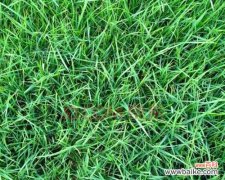 狗牙根包衣的起源和特点 了解狗牙根包衣及其意义