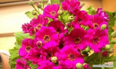 瓜叶菊的传世之谜 瓜叶菊花语与寓意——解读自由与坚强的象征