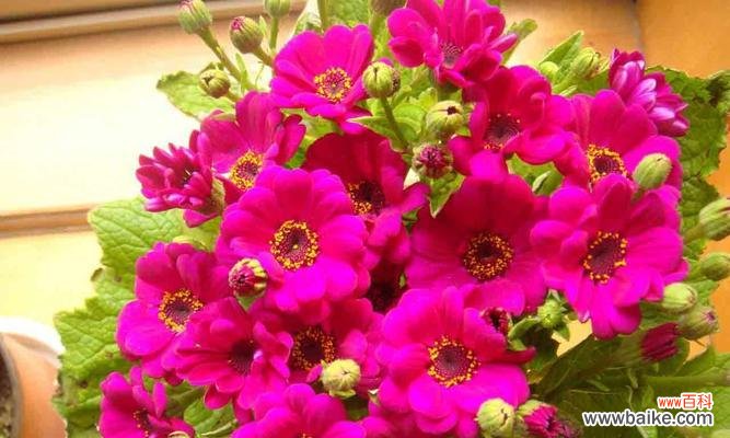 瓜叶菊的传世之谜 瓜叶菊花语与寓意——解读自由与坚强的象征