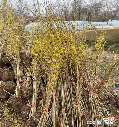 揭开“以冠幅”迷雾 探究“以冠幅”之意——解读古代文学中的典故