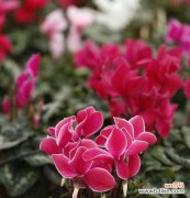 探究以冠径的概念及其在生活中的应用 解析以冠径的含义与特点