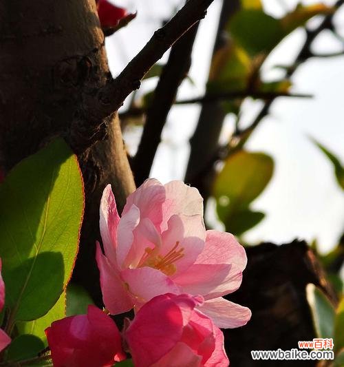 美丽与坚韧的化身——探寻海棠花的花语之谜 海棠花语