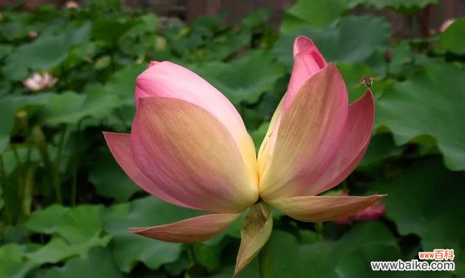 探寻荷花的花语及其意义 荷花花语——纯洁与成长的象征