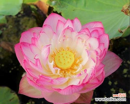 探寻荷花背后的文化符号和情感寓意 荷花的象征意义与美学价值