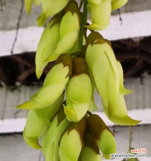 禾雀花的花语及其鲜花特点 禾雀花