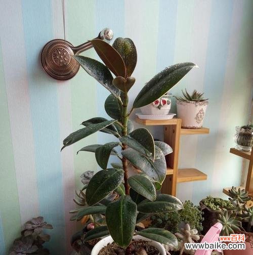 探秘合果芋的独特花语 合果芋的花语及寓意