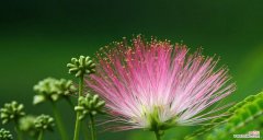 深情厚谊聚散有期 合欢花