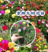 三朵太阳花代表什么？太阳花的寓意是什么？