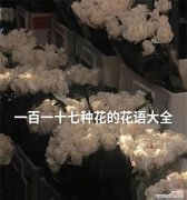 超实用的花语是什么花？哪种花的花语最实用？