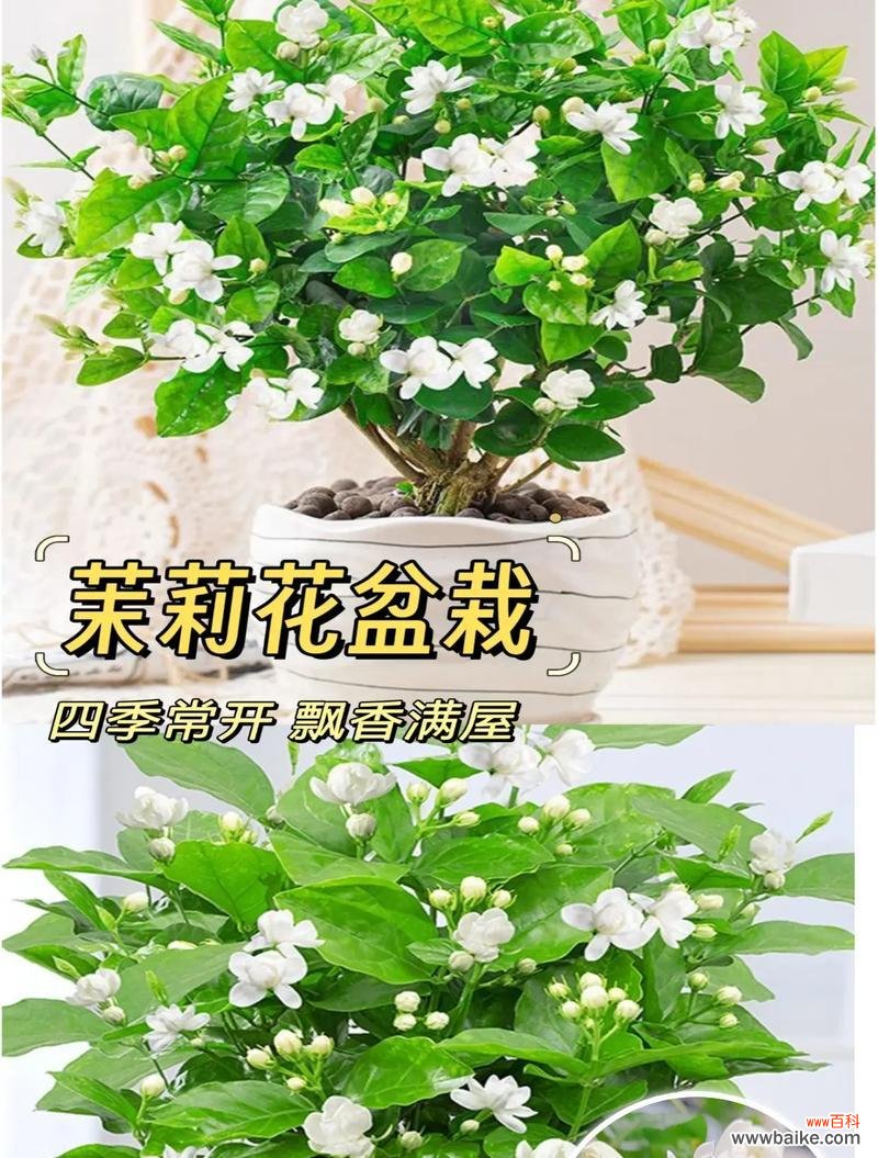 茉莉花黄色花语及寓意是什么?黄色茉莉花代表了什么?