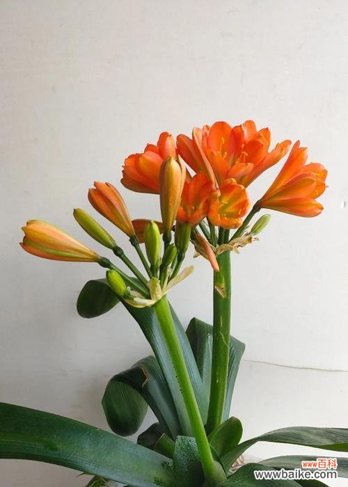 君子兰枯枝发新芽寓意着什么？君子兰在花语中代表什么？